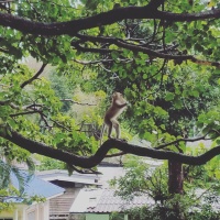monkey on the tree
